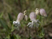 Silene vulgaris 54, Blaassilene, Saxifraga-Willem van Kruijsbergen