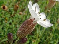 Silene vulgaris ssp maritima 47, Saxifraga-Hans Grotenhuis