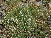 Silene vulgaris ssp maritima 48, Saxifraga-Hans Grotenhuis