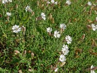 Silene vulgaris ssp maritima 49, Saxifraga-Hans Grotenhuis
