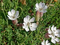 Silene vulgaris ssp maritima 50, Saxifraga-Hans Grotenhuis