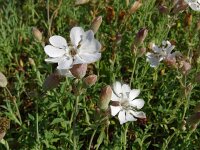 Silene vulgaris ssp maritima 51, Saxifraga-Hans Grotenhuis