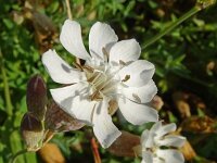 Silene vulgaris ssp maritima 52, Saxifraga-Hans Grotenhuis