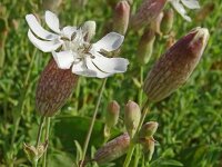 Silene vulgaris ssp maritima 53, Saxifraga-Hans Grotenhuis