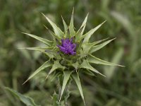 Silybum marianum 45, Mariadistel, Saxifraga-Willem van Kruijsbergen