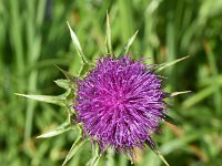 Silybum marianum 46, Mariadistel, Saxifraga-Sonja Bouwman  1021. Mariadistel - Silybum marianum - Asteraceae familie (zw)