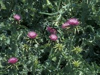 Silybum marianum 51, Saxifraga-Jan van der Straaten