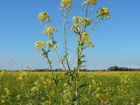 Sinapis alba 10, Witte mosterd, Saxifraga-Ed Stikvoort