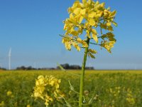 Sinapis alba 11, Witte mosterd, Saxifraga-Ed Stikvoort