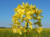 Sinapis alba 14, Witte mosterd, Saxifraga-Ed Stikvoort