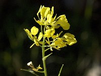 Sinapis alba 2, Witte mosterd, Saxifraga-Jan van der Straaten