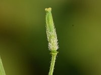 Sinapis alba 21, Witte mosterd, Saxifraga-Sonja Bouwman  814. Witte mosterd - Sinapis alba - Brassicaceae familie (zw)