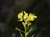 Sinapis alba 3, Witte mosterd, Saxifraga-Jan van der Straaten