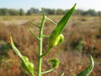 Sinapis alba 5, Witte mosterd, Saxifraga-Rutger Barendse