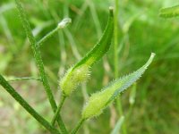 Sinapis alba 8, Witte mosterd, Saxifraga-Rutger Barendse