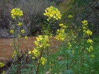 Sinapis alba ssp mairei 16, Saxifraga-Ed Stikvoort