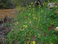 Sinapis alba ssp mairei 17, Saxifraga-Ed Stikvoort