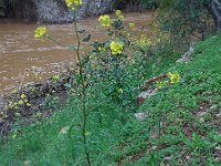 Sinapis alba ssp mairei 19, Saxifraga-Ed Stikvoort