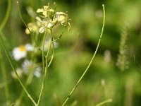 Sisymbrium altissimum 12, Hongaarse raket, Saxifraga-Sonja Bouwman