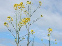 Sisymbrium loeselii 13, Spiesraket, Saxifraga-Ed Stikvoort