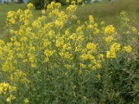 Sisymbrium loeselii 14, Spiesraket, Saxifraga-Ed Stikvoort