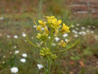 Sisymbrium loeselii 20, Spiesraket, Saxifraga-Ed Stikvoort