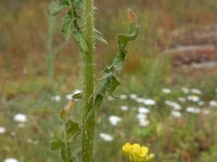 Sisymbrium loeselii 21, Spiesraket, Saxifraga-Ed Stikvoort