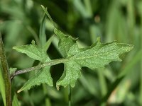 Sisymbrium officinale 16, Gewone raket, Saxifraga-Sonja Bouwman