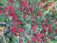 Smilax aspera, Prickly Ivy