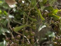 Smilax aspera 10, Struikwinde, Saxifraga-Willem van Kruijsbergen