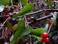 Smilax aspera 12, Struikwinde, Saxifraga-Ed Stikvoort