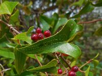 Smilax aspera 13, Struikwinde, Saxifraga-Ed Stikvoort