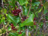 Smilax aspera 14, Struikwinde, Saxifraga-Ed Stikvoort