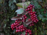 Smilax aspera 15, Struikwinde, Saxifraga-Ed Stikvoort