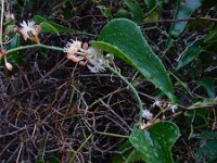 Smilax aspera 16, Struikwinde, Saxifraga-Ed Stikvoort