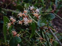 Smilax aspera 17, Struikwinde, Saxifraga-Ed Stikvoort