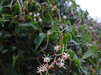 Smilax aspera 18, Struikwinde, Saxifraga-Ed Stikvoort