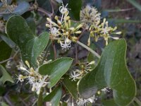 Smilax aspera 19, Struikwinde, Saxifraga-Ed Stikvoort