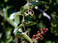 Smilax aspera 2, Struikwinde, Saxifraga-Rutger Barendse