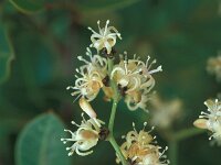 Smilax aspera 20, Struikwinde, Saxifraga-Jan van der Straaten