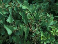 Smilax aspera 21, Struikwinde, Saxifraga-Jan van der Straaten