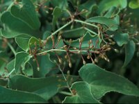 Smilax aspera 22, Struikwinde, Saxifraga-Jan van der Straaten