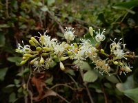 Smilax aspera 24, Struikwinde, Saxifraga-Ed Stikvoort