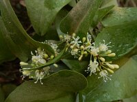 Smilax aspera 25, Struikwinde, Saxifraga-Ed Stikvoort