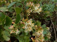 Smilax aspera 26, Struikwinde, Saxifraga-Ed Stikvoort