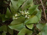Smilax aspera 27, Struikwinde, Saxifraga-Ed Stikvoort