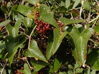 Smilax aspera 28, Struikwinde, Saxifraga-Ed Stikvoort