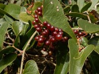 Smilax aspera 29, Struikwinde, Saxifraga-Ed Stikvoort