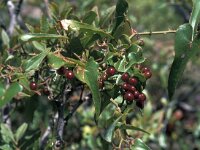 Smilax aspera 4, Struikwinde, Saxifraga-Jan van der Straaten