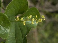 Smilax aspera 5, Struikwinde, Saxifraga-Jan van der Straaten